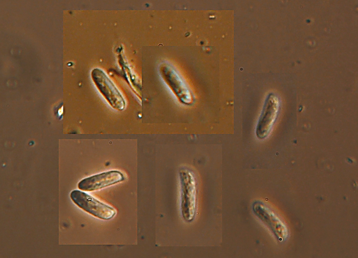 Gloeophyllum sp. (Gloeophyllum abietinum)